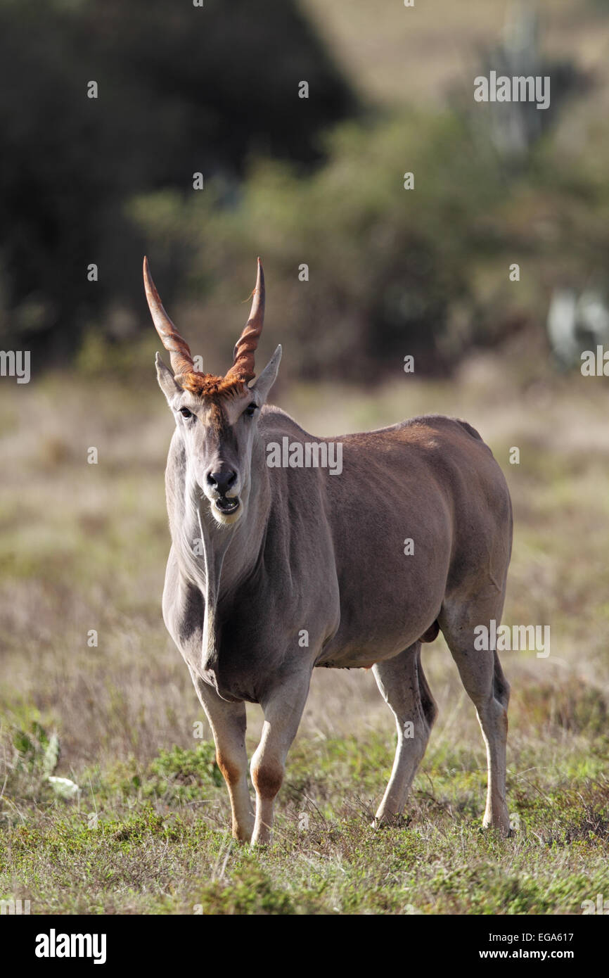 Gemeinsame Eland (Tauro Oryx) in Amakhala Game Reserve, Eastern Cape, Südafrika. Stockfoto