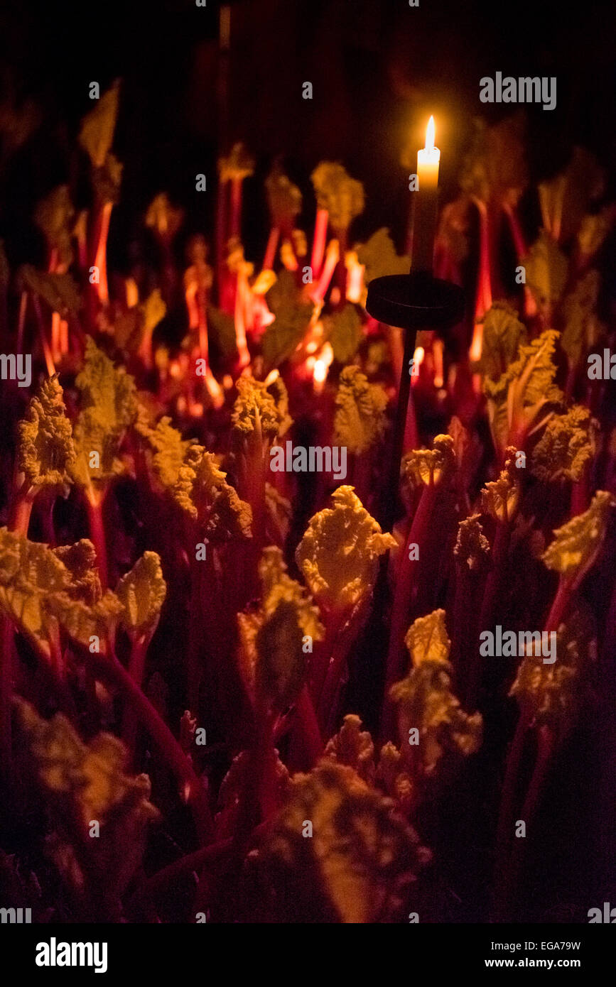 Rhabarber wächst in dunklen Schuppen, die nur mit Kerzenlicht beleuchtet gezwungen. West Yorkshire Stockfoto