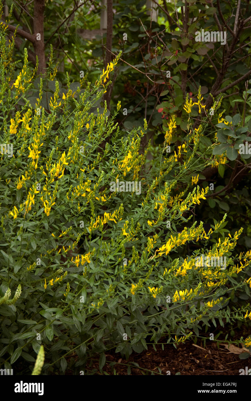 Genista Dolmetsch Stockfoto