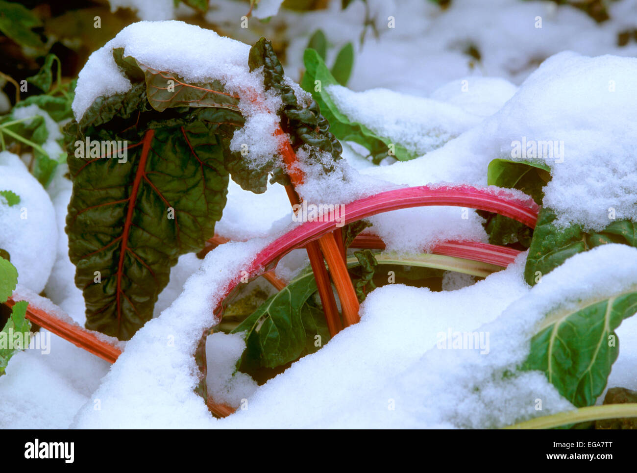 Mangold im Schnee Stockfoto