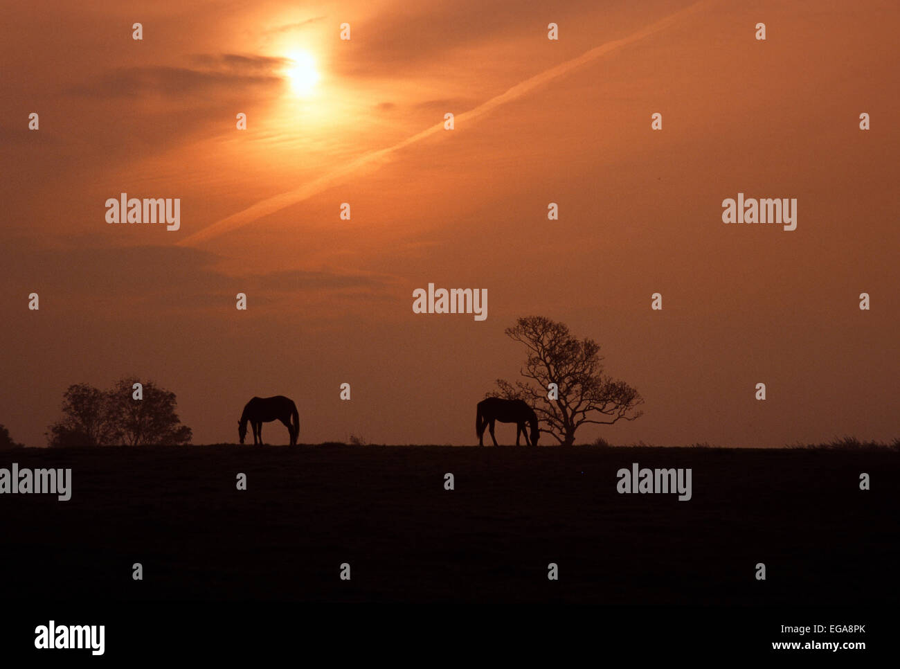 Pferd, Shannon, Irland Stockfoto