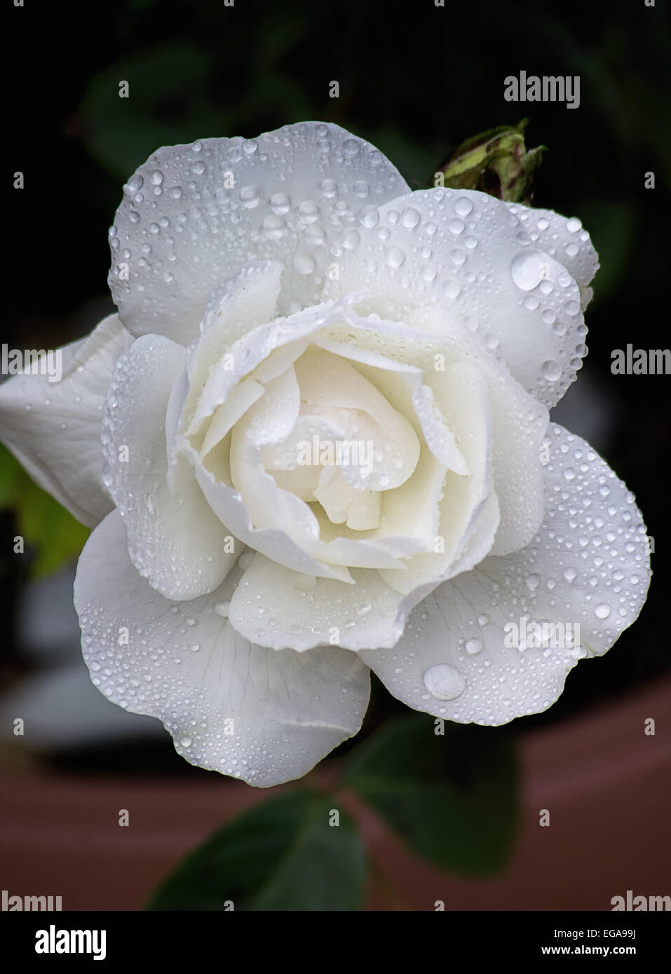 Rose, weiß, einzelne Blume, Blume, Tau, Wasser, Nebel, Spray, Tropfen, Blütenstand, Nahaufnahme, Makro, Natur, nass, Zerbrechlichkeit, Spritzen Stockfoto