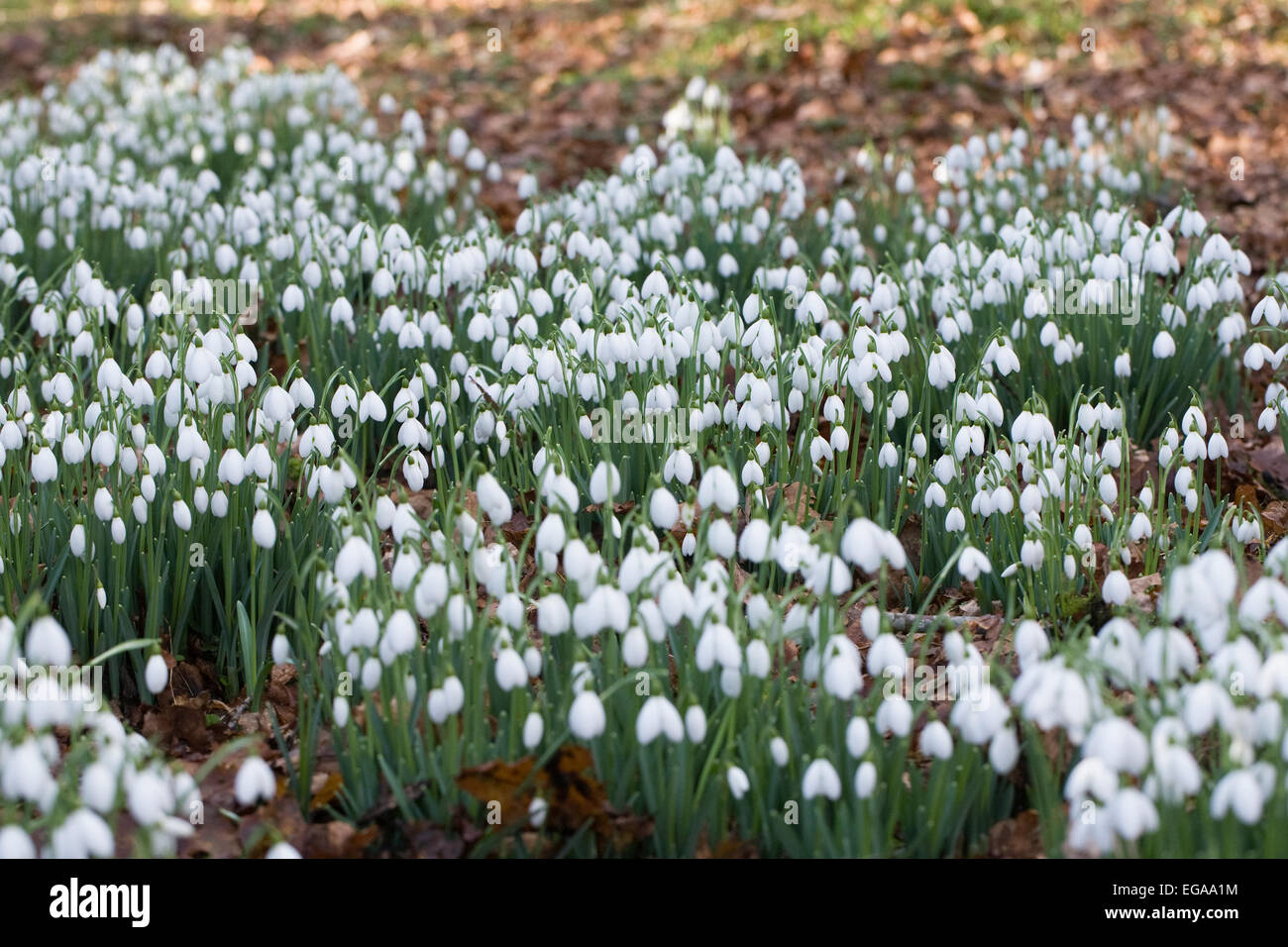 Galanthus S. Arnott. Spezies Schneeglöckchen wachsen am Rande eines Waldes Garten. Stockfoto