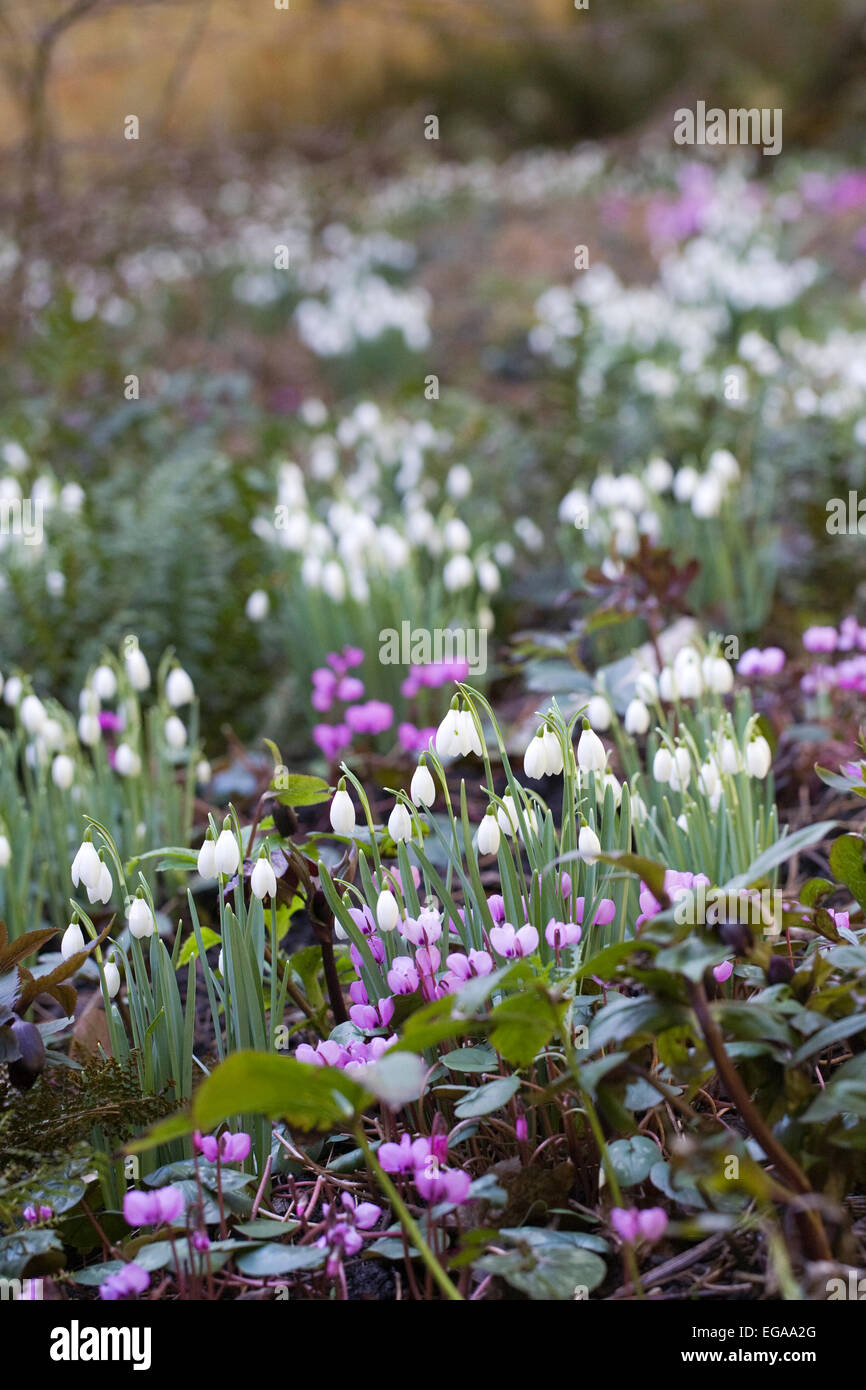 Galanthus Nivalis und Cylamen Blüte in einem Wald Garten Stockfoto