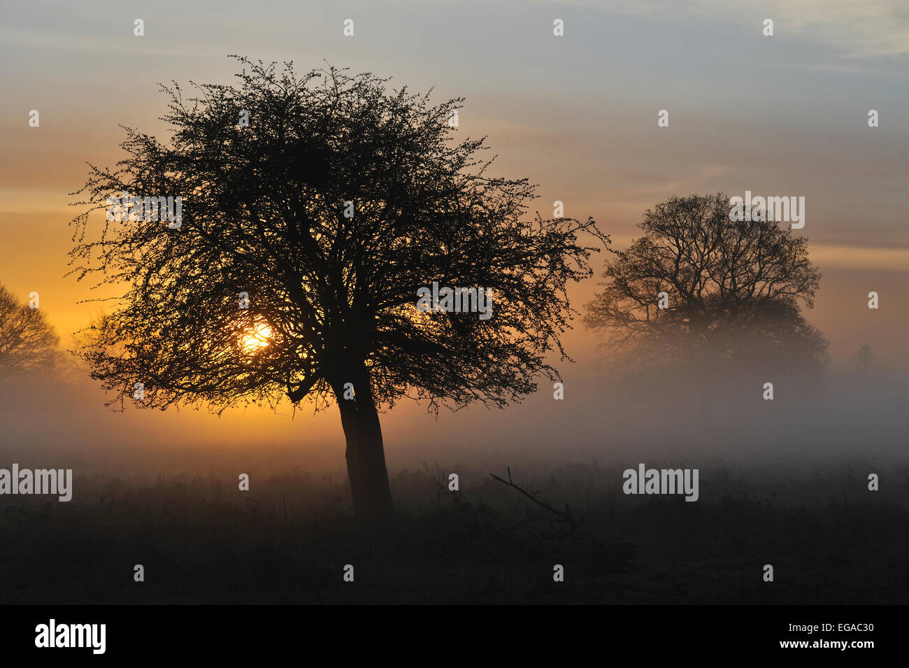 Nebligen Sonnenaufgang in Bushy Park, London, UK Stockfoto