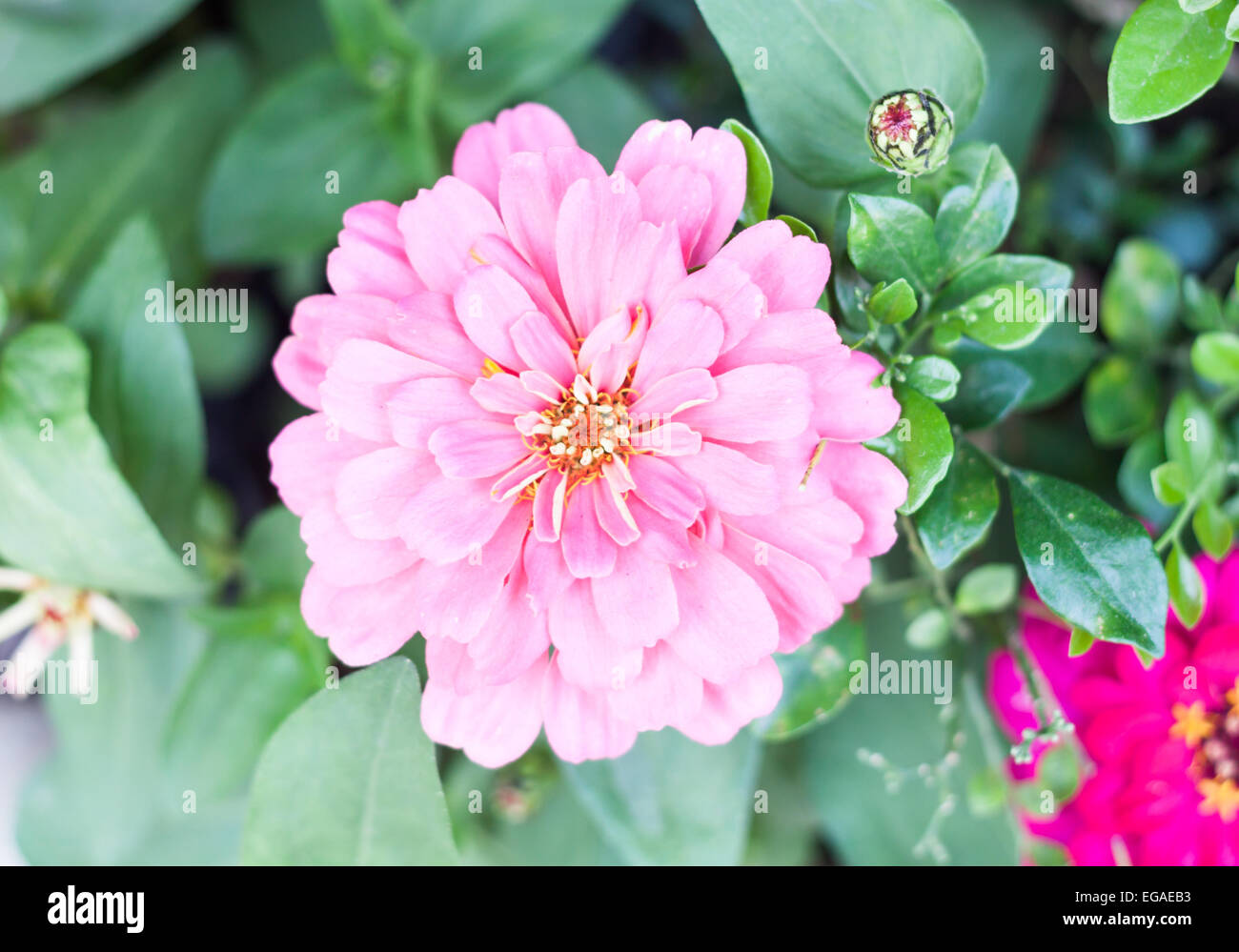 Schöne rosa Blume im Garten, Lager Foto Blüte Stockfoto