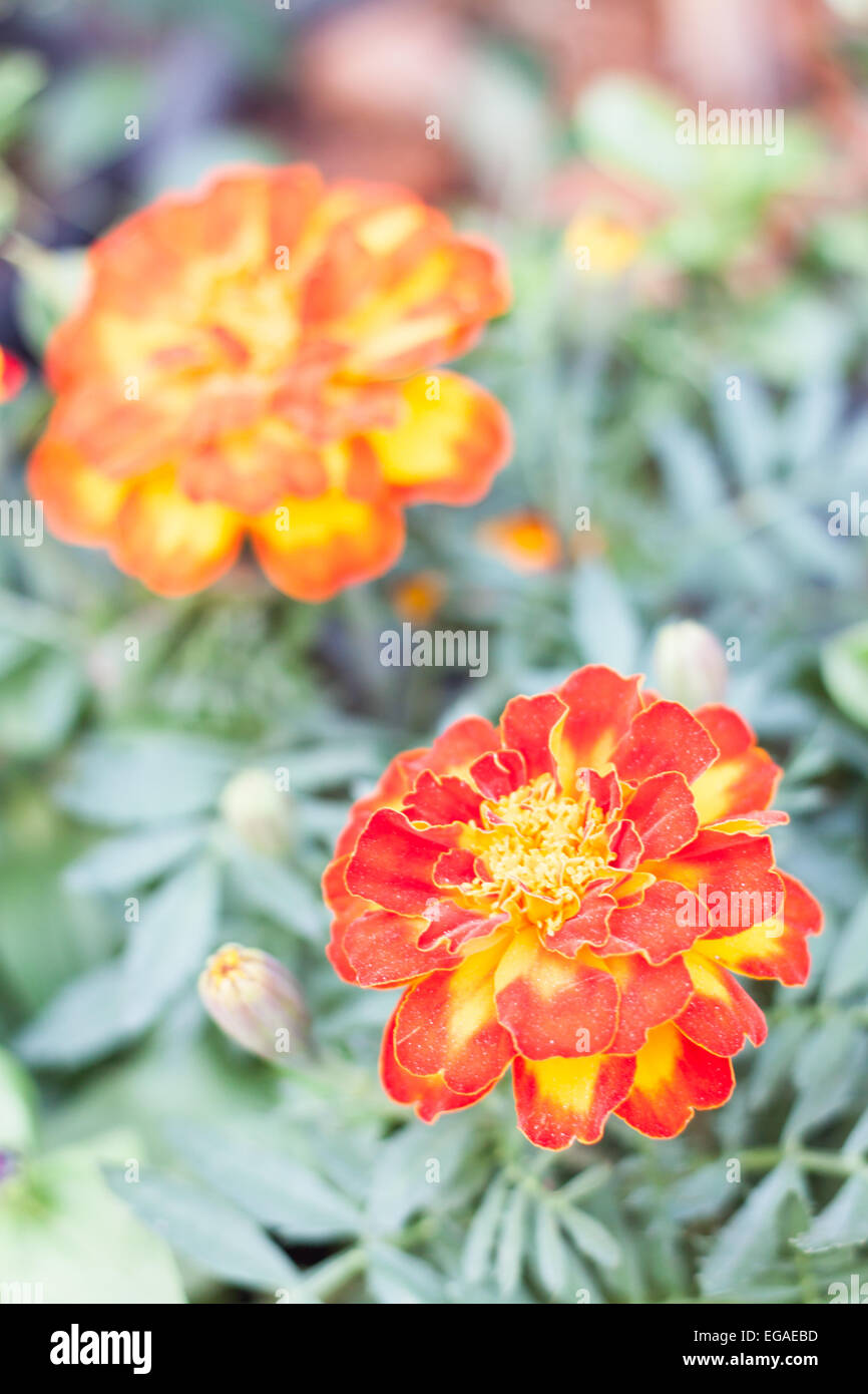 Blüte orange Blume im Garten, Lager Foto Stockfoto