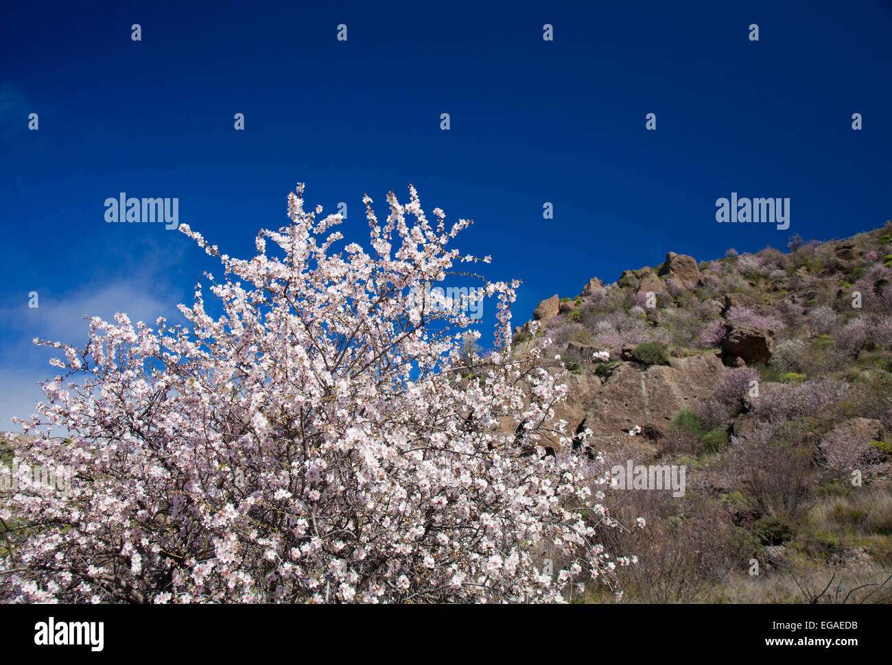 Gran Canaria, die Caldera de Tejeda im Winter, die Mandelbäume in voller Blüte. Stockfoto