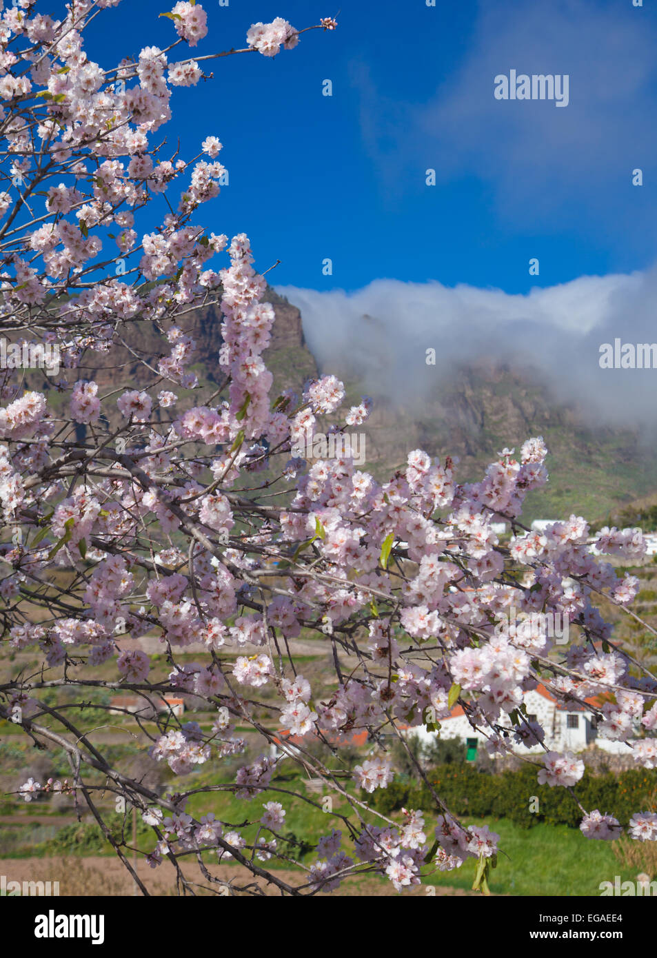 Gran Canaria, Caldera de Tejeda im Winter, Mandelbäume in voller Blüte, Wolken Kaskadierung von den Wänden der Caldera Stockfoto