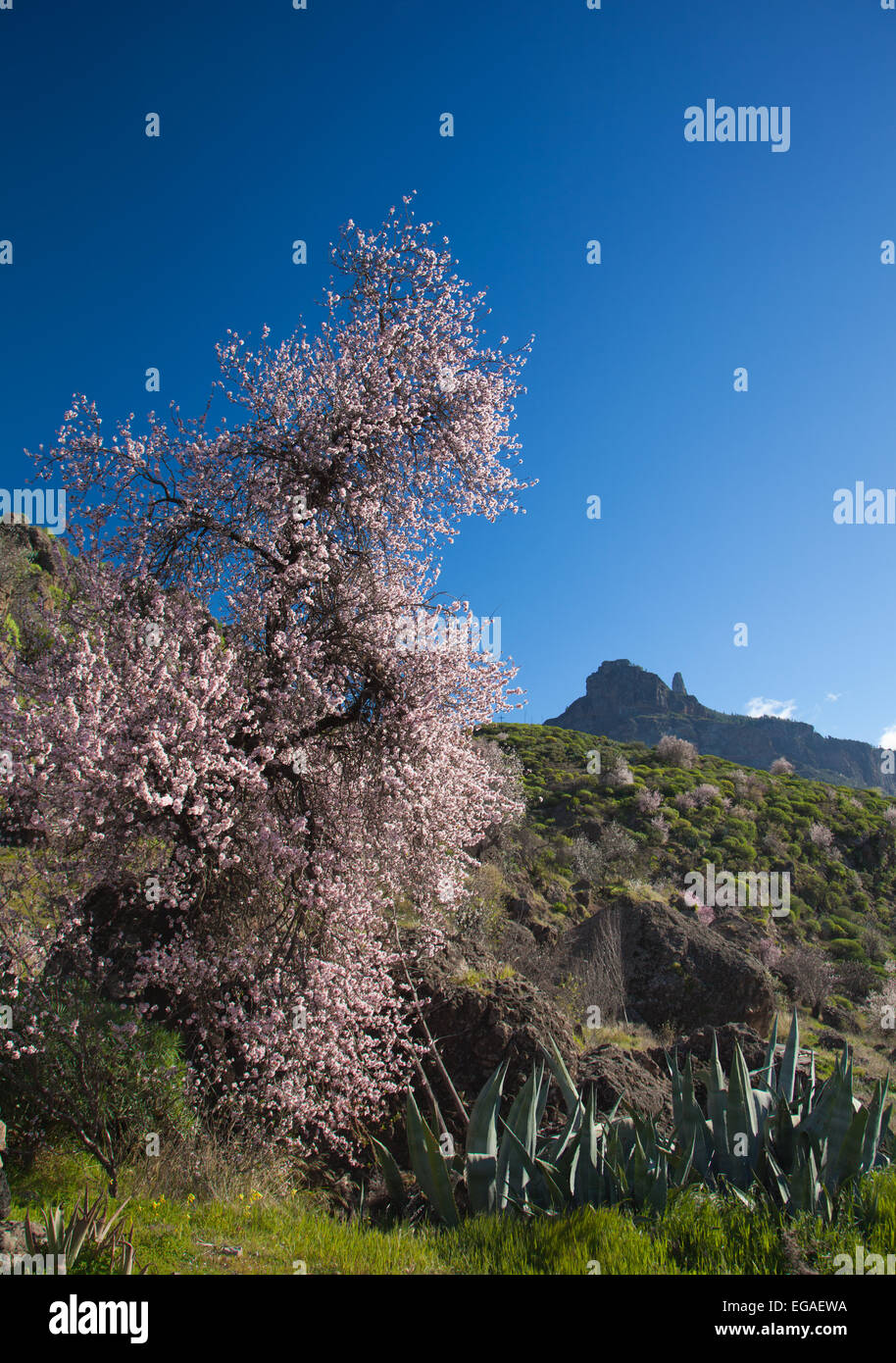 Gran Canaria, Caldera de Tejeda im Winter, Mandel Bäume blühenden und ikonischen Roque Nublo Stockfoto