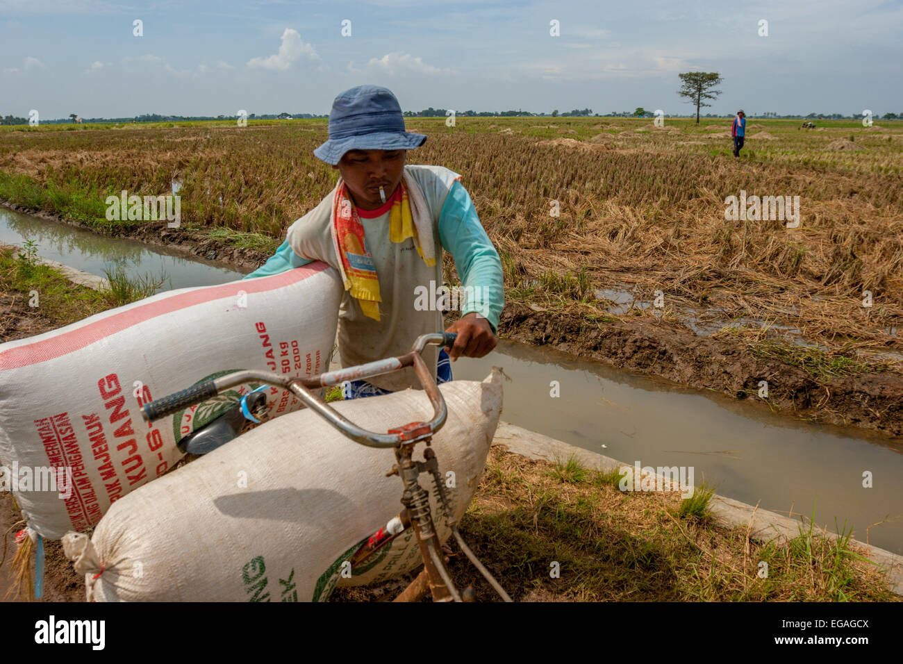Landwirt, der geernteten Reis mit einem Fahrrad in Karawang, West-Java, Indonesien, trägt. Stockfoto
