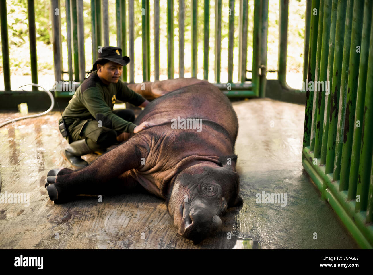 Ein Nationalpark-Ranger prüfen Andatu, die erste Sumatra-Nashorn in Gefangenschaft in Indonesien geboren. Stockfoto