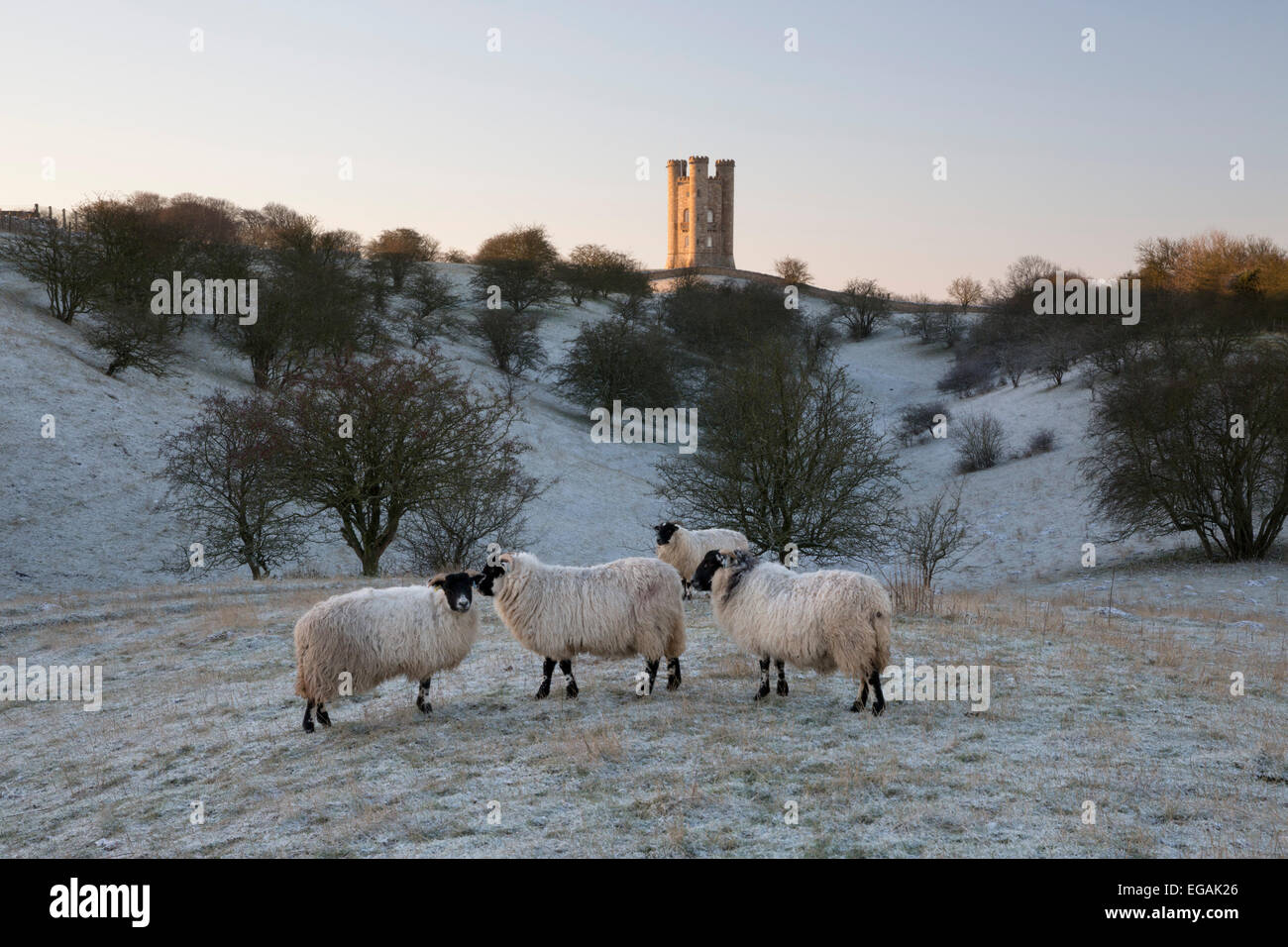 Broadway Tower und Schafe Morgen frost, Broadway, Cotswolds, Worcestershire, England, Vereinigtes Königreich, Europa Stockfoto