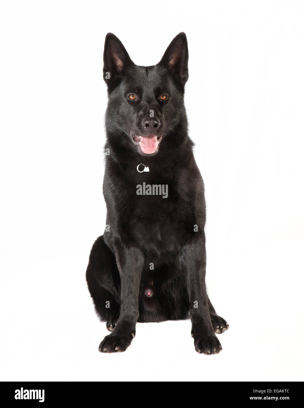 ein schwarzer Schäferhund liegt auf weißen Hintergrund, Studio-Porträt Stockfoto