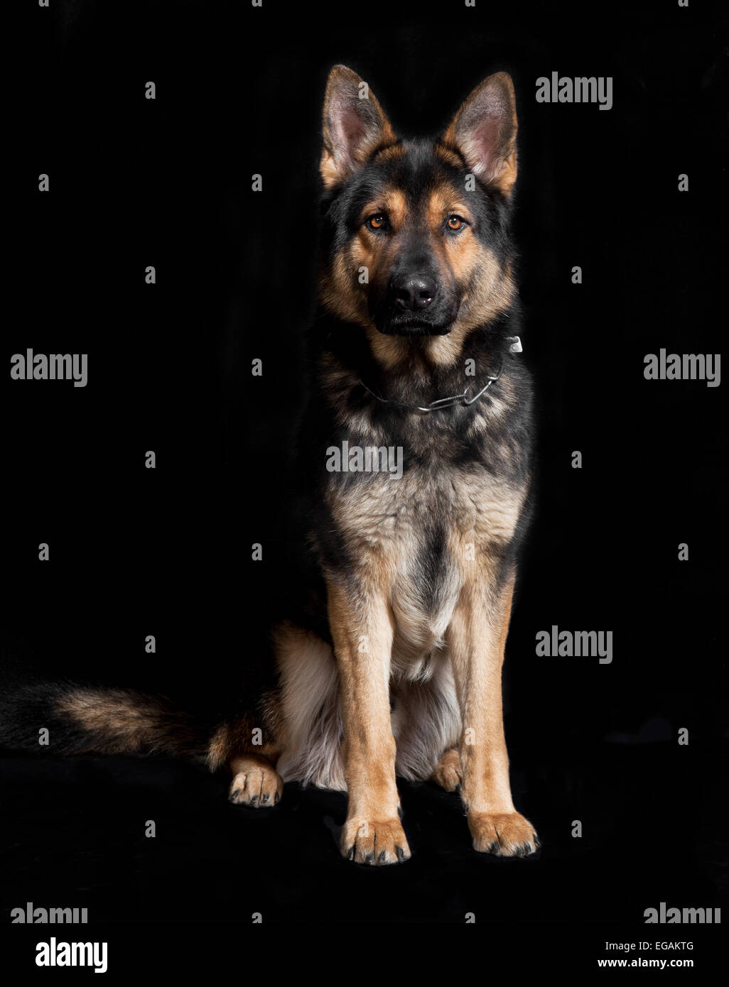 ein Deutscher Schäferhund sitzt vor schwarzem Hintergrund, Studio-Porträt Stockfoto