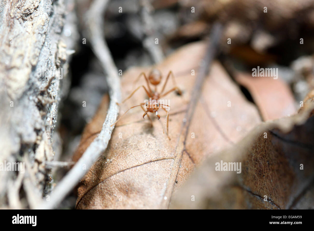 Ameisen sind auf der Suche nach Nahrung in einem Makro. Stockfoto