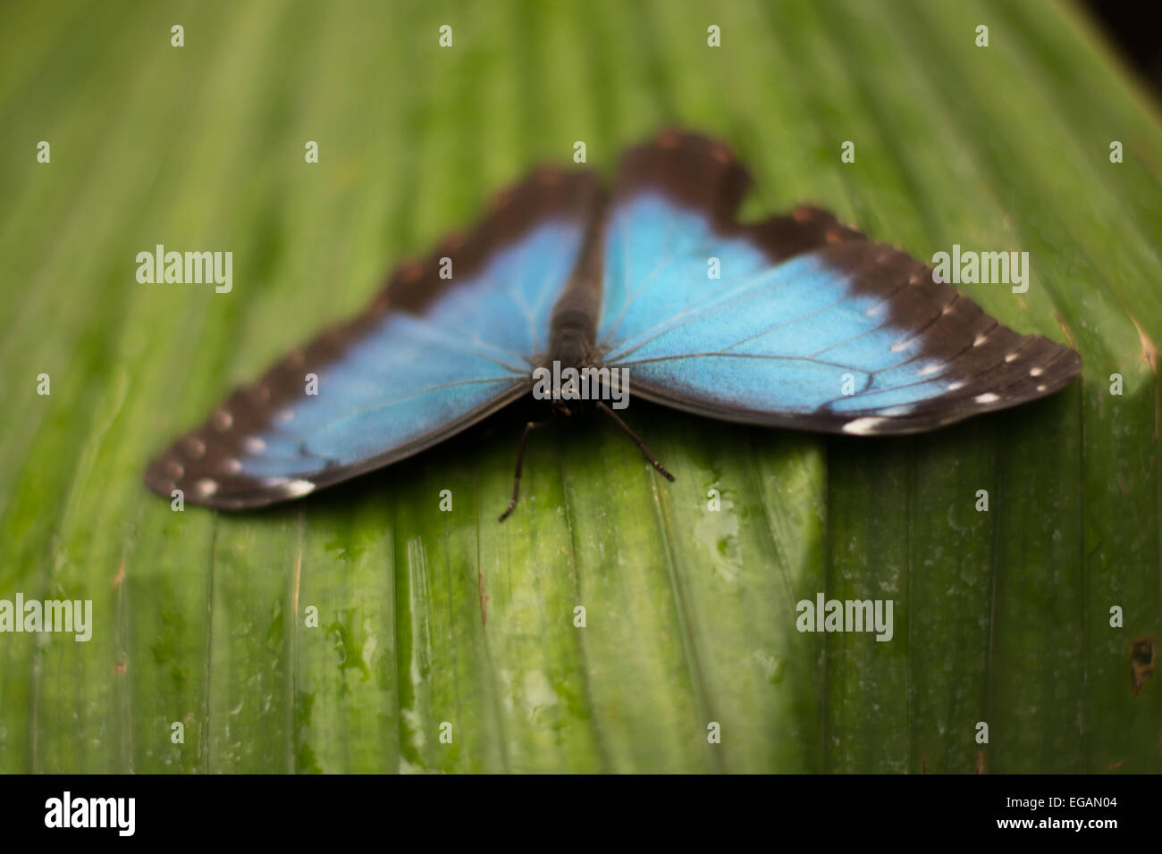 Schmetterling hautnah Stockfoto