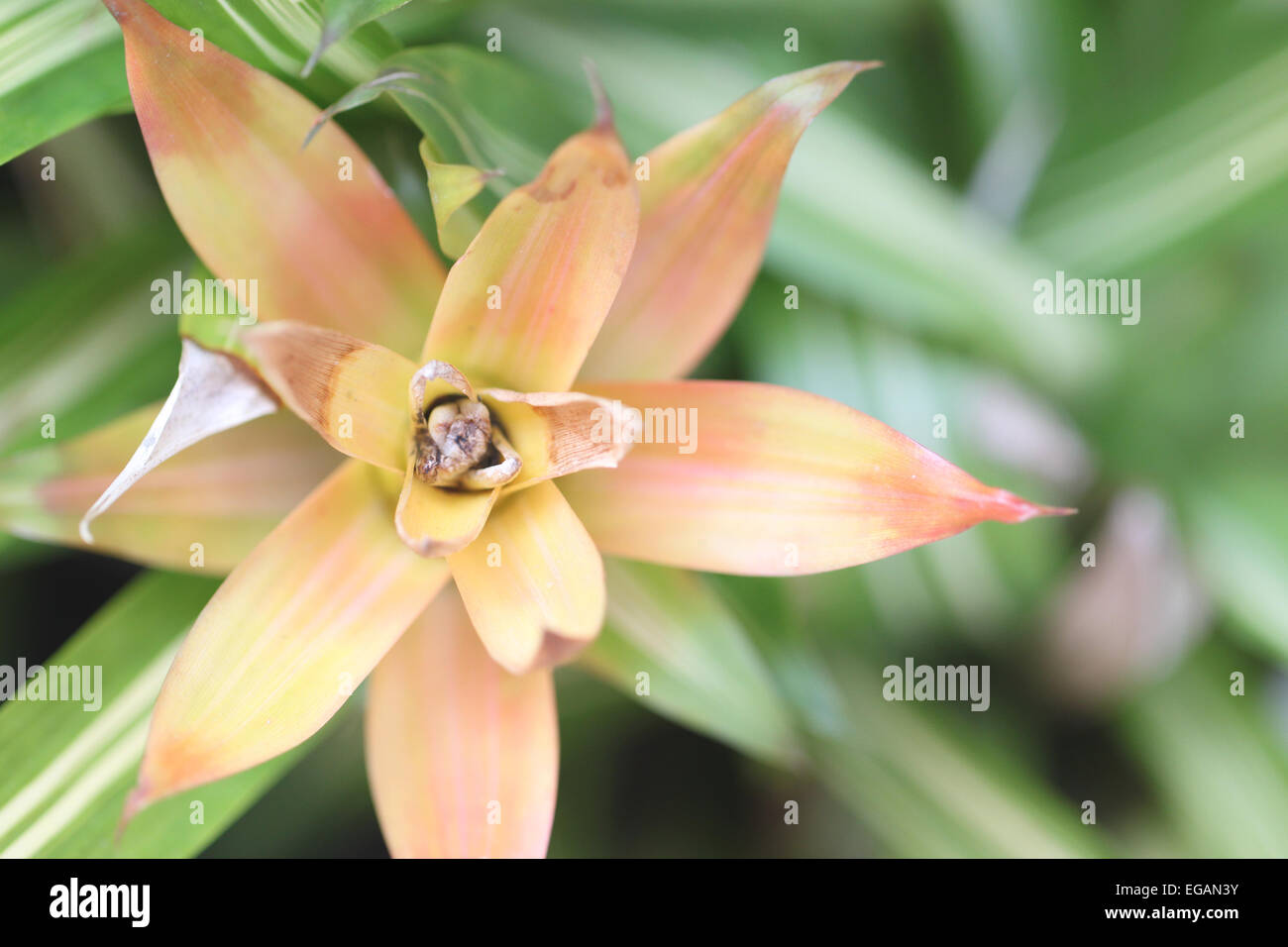 Blumen im Garten für natürlichen Hintergrund. Stockfoto