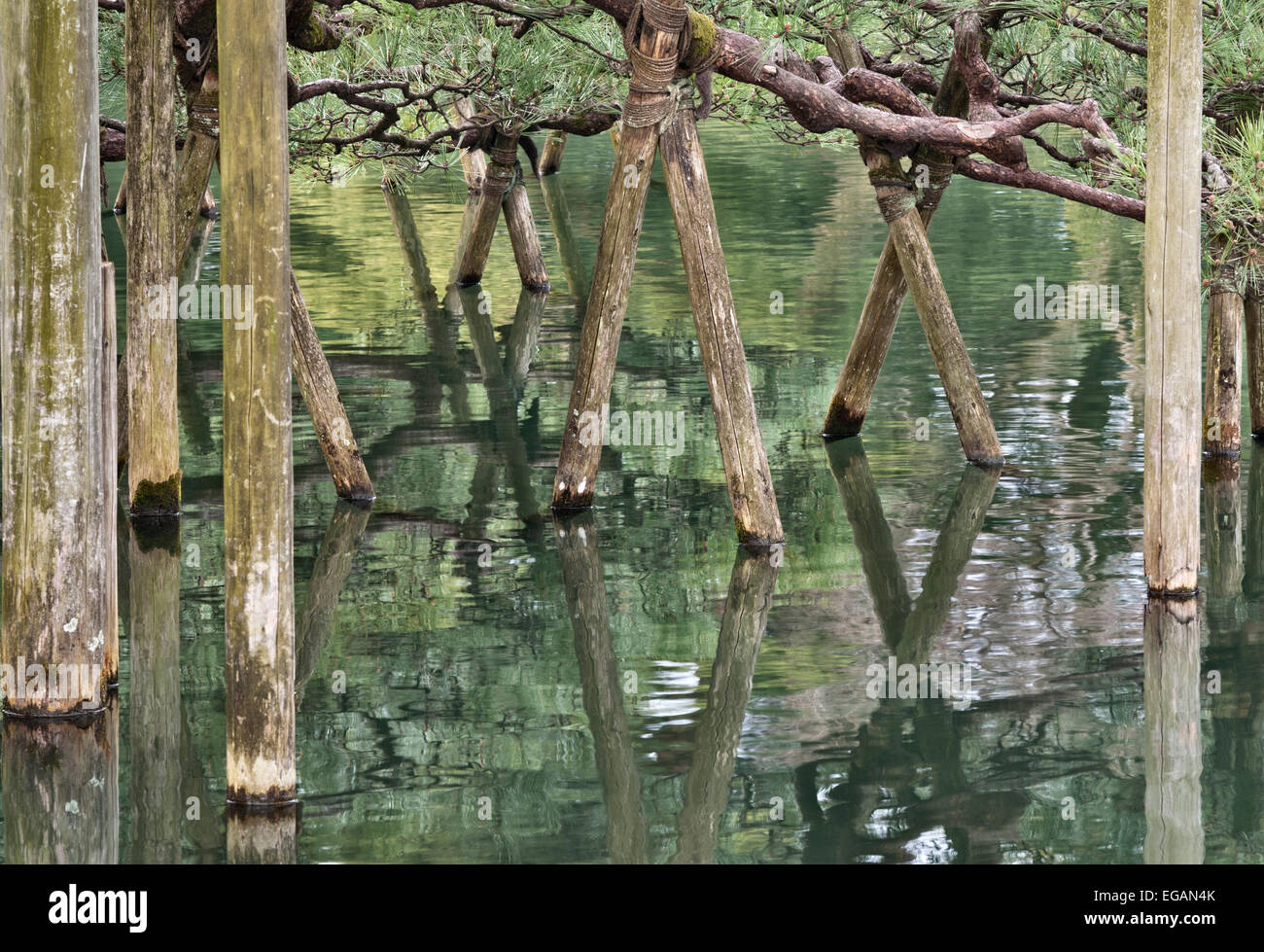 Karasaki no Matsu, eine japanische Schwarzkiefer (pinus thunbergii), die 1837 im Kenroku-en-Garten in Kanazawa, einem der drei Großen Gärten Japans, gepflanzt wurde Stockfoto