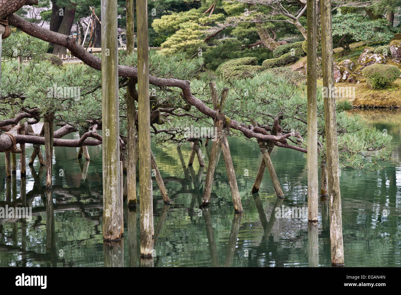 Karasaki no Matsu, eine japanische Schwarzkiefer (pinus thunbergii), die 1837 im Kenroku-en-Garten in Kanazawa, einem der drei Großen Gärten Japans, gepflanzt wurde Stockfoto