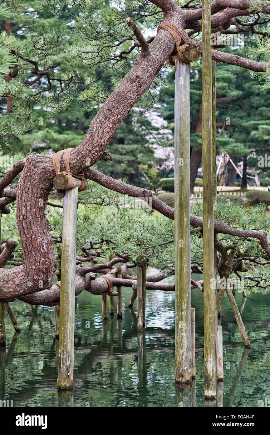 Karasaki no Matsu, eine japanische Schwarzkiefer (pinus thunbergii), die 1837 im Kenroku-en-Garten in Kanazawa, einem der drei Großen Gärten Japans, gepflanzt wurde Stockfoto