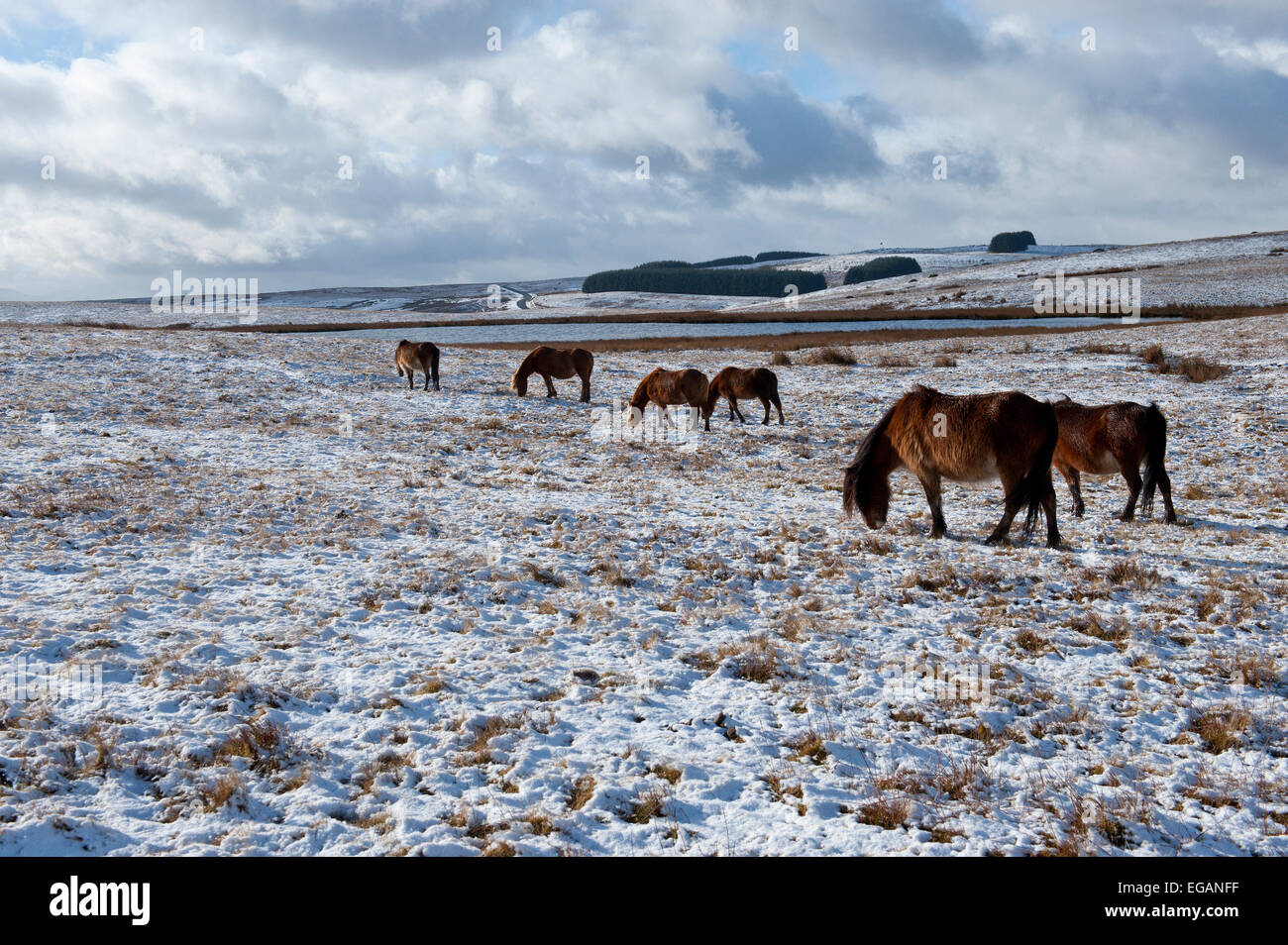 Mynydd Epynt, Powys, Wales, UK. 21. Februar 2015.  Schnee fällt auf einer Anhöhe in Mid Wales. Welsh Ponys Futter Gras unter dem Schnee auf den Mynydd Epynt Hochmoor. Bildnachweis: Graham M. Lawrence/Alamy Live-Nachrichten. Stockfoto