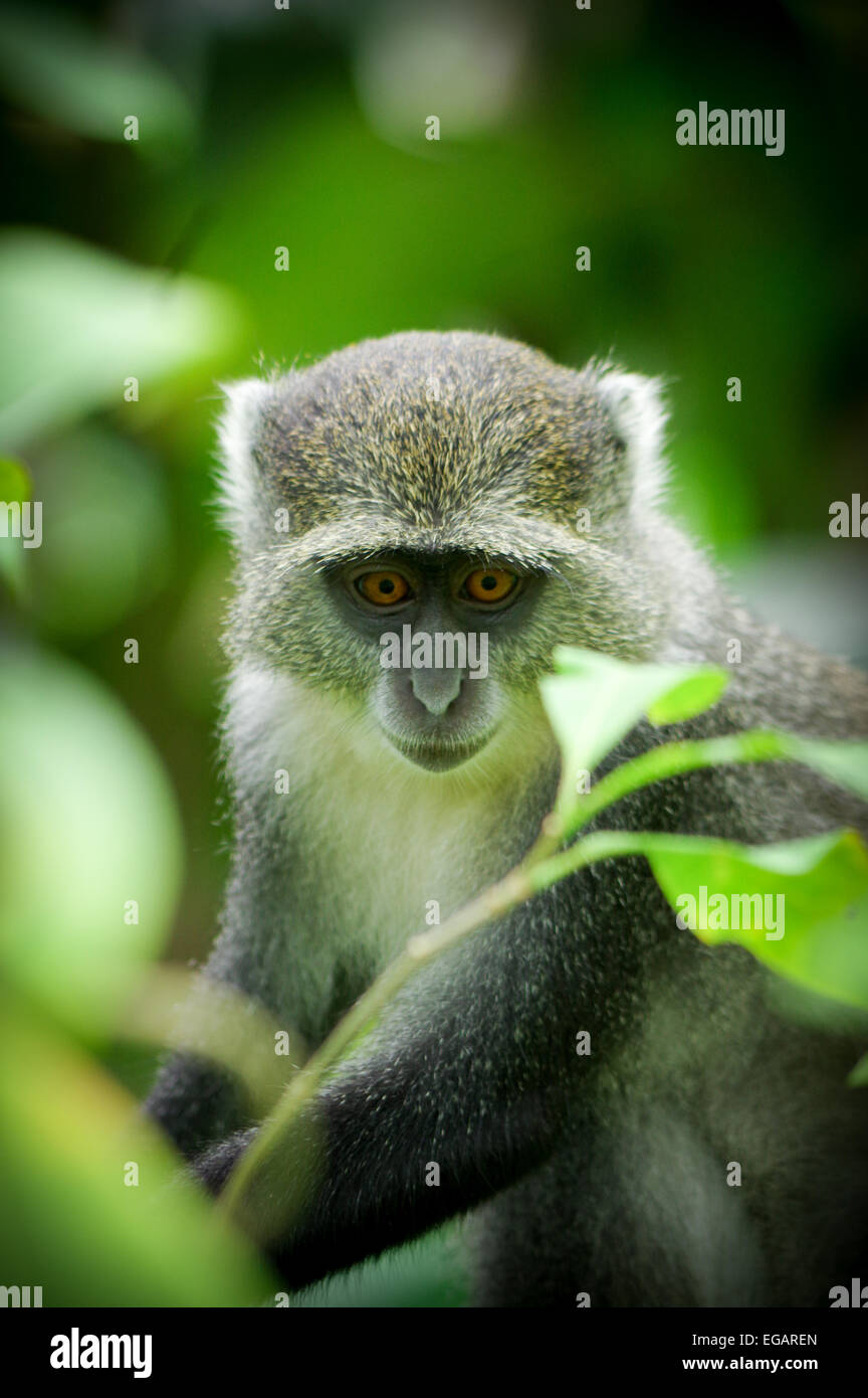 Sansibar Sykes Affen in der Nähe von Jozani Forest, Zanzibar Stockfoto
