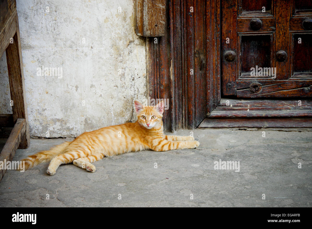 Katze, die Bewachung einer typischen verzierten Tür in Stonetown, Zanzibar Stockfoto