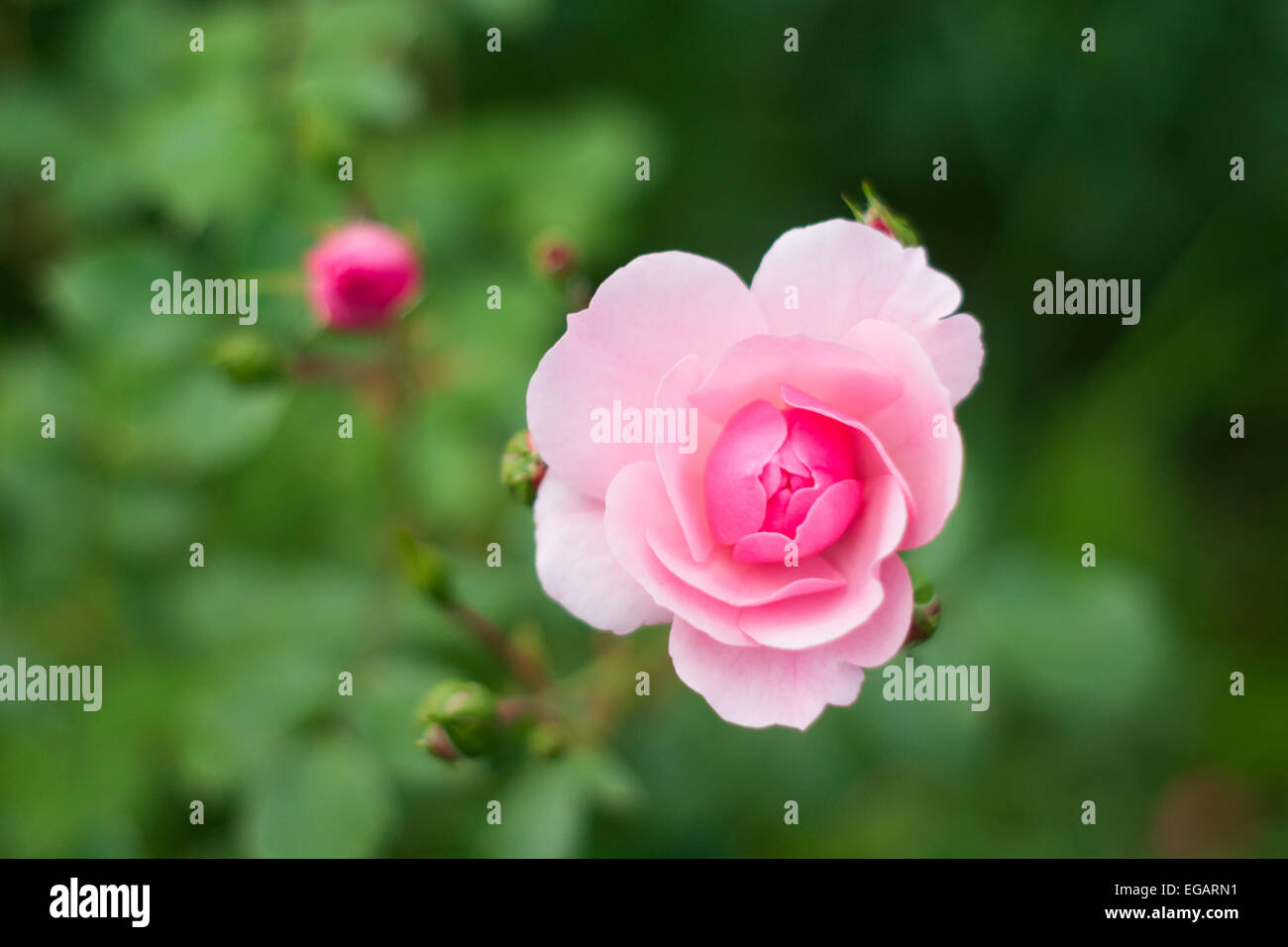 Rosenknospe Stockfoto