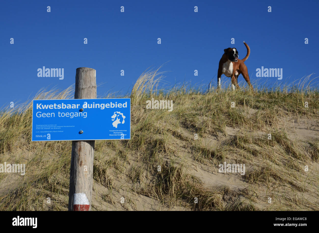 gefährdete Dünenlandschaft mit Hund, Nordholland, Niederlande Stockfoto