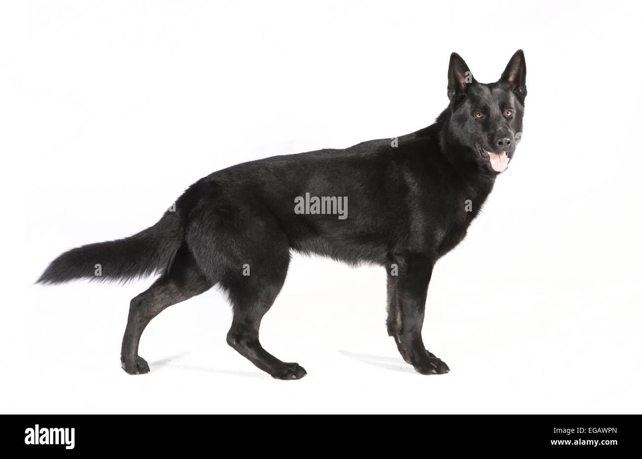 eine junge schwarze Schäferhund sitzt vor weißem Hintergrund, Studio-Porträt Stockfoto