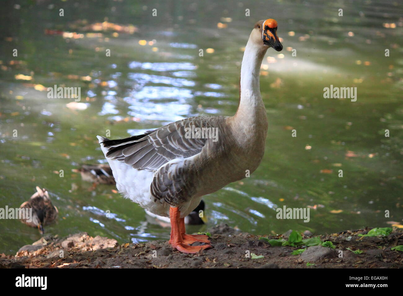 Wilde Graugans am See Stockfoto