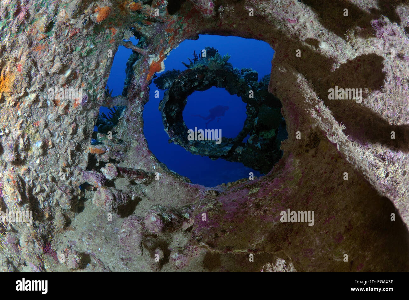 Taucher Wreckship Carnatik betrachten. Rotes Meer, Sharm El Sheikh, Ägypten Stockfoto