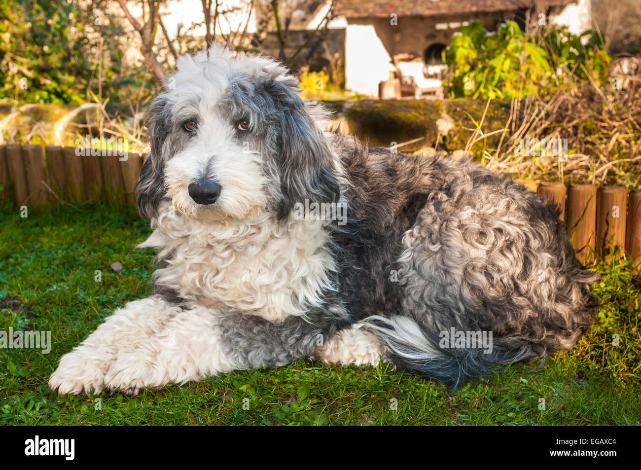 Old English Sheepdog - Frankreich. Stockfoto