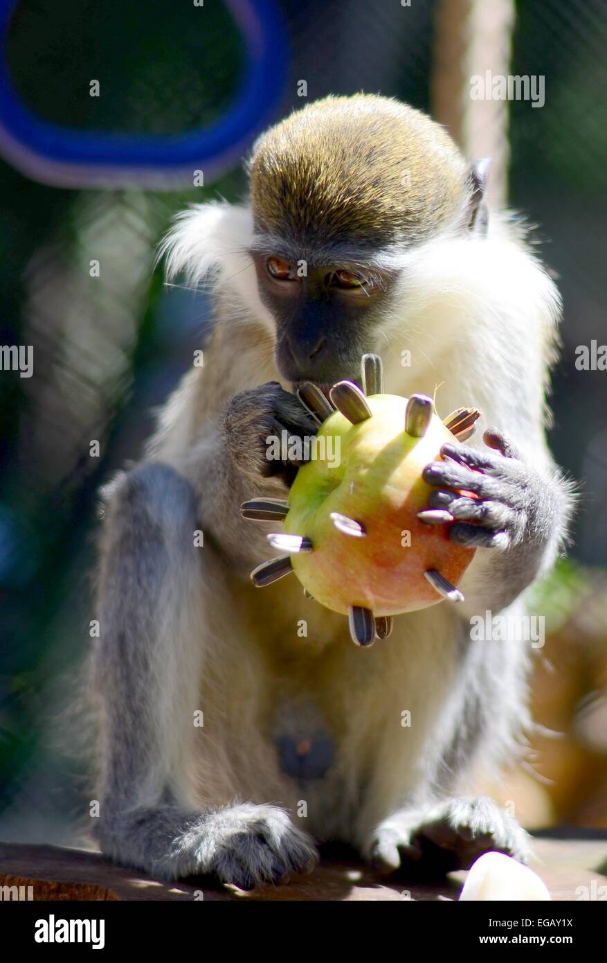 Affen im Zoo von der Schwarzmeerküste Stadt Varna (ca. 430 km östlich von der bulgarischen Hauptstadt Sofia) Essen ein spezielles Set von Mahlzeiten einschließlich Gefrorene Bananen und andere Früchte und Gemüse so wie sie während einer Scortching kühlen könnte im Sommer am 19. Tag Stockfoto