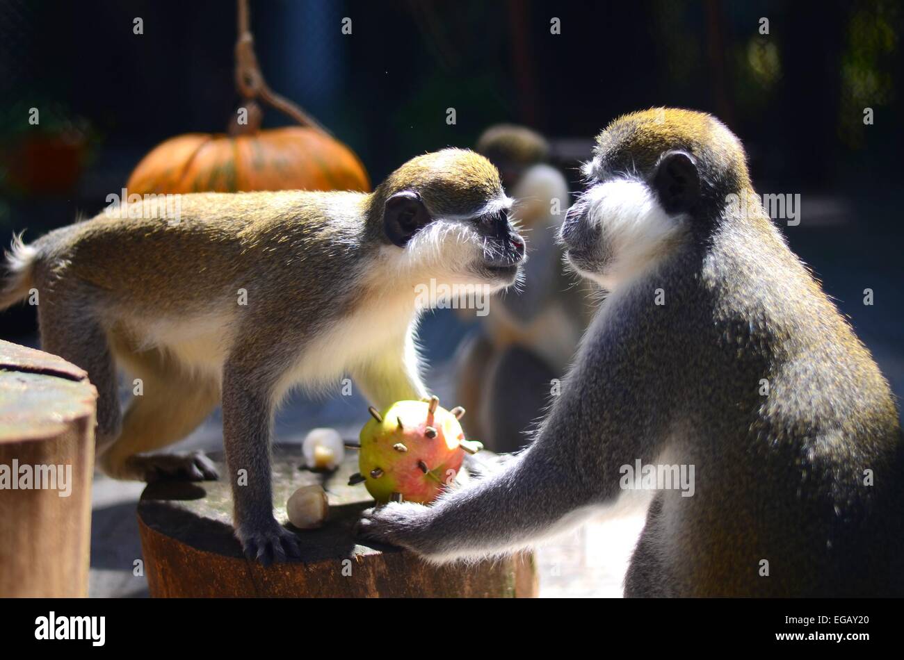 Affen im Zoo von der Schwarzmeerküste Stadt Varna (ca. 430 km östlich von der bulgarischen Hauptstadt Sofia) Essen ein spezielles Set von Mahlzeiten einschließlich Gefrorene Bananen und andere Früchte und Gemüse so wie sie während einer Scortching kühlen könnte im Sommer am 19. Tag Stockfoto