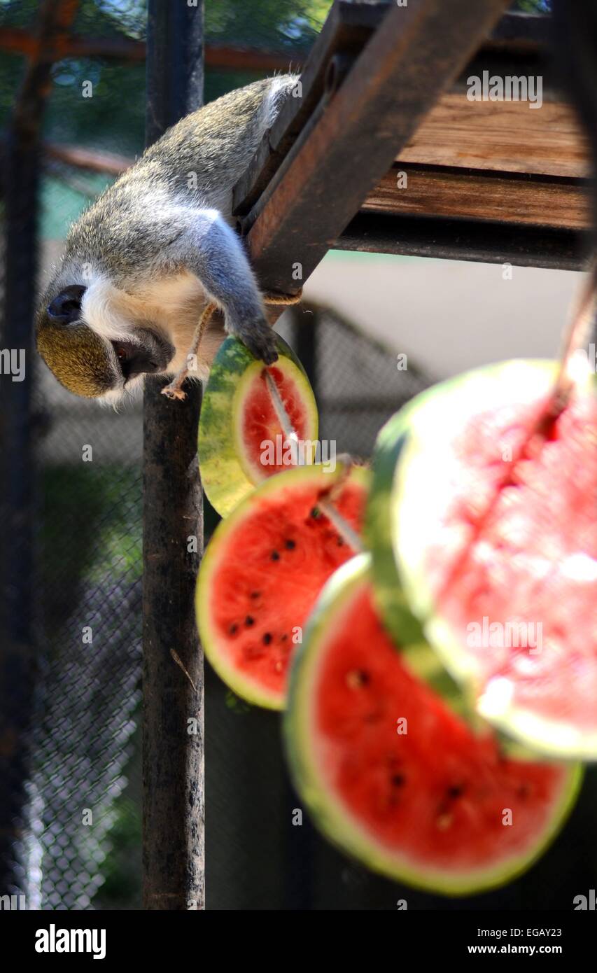 Affen im Zoo von der Schwarzmeerküste Stadt Varna (ca. 430 km östlich von der bulgarischen Hauptstadt Sofia) Essen ein spezielles Set von Mahlzeiten einschließlich Gefrorene Bananen und andere Früchte und Gemüse so wie sie während einer Scortching kühlen könnte im Sommer am 19. Tag Stockfoto