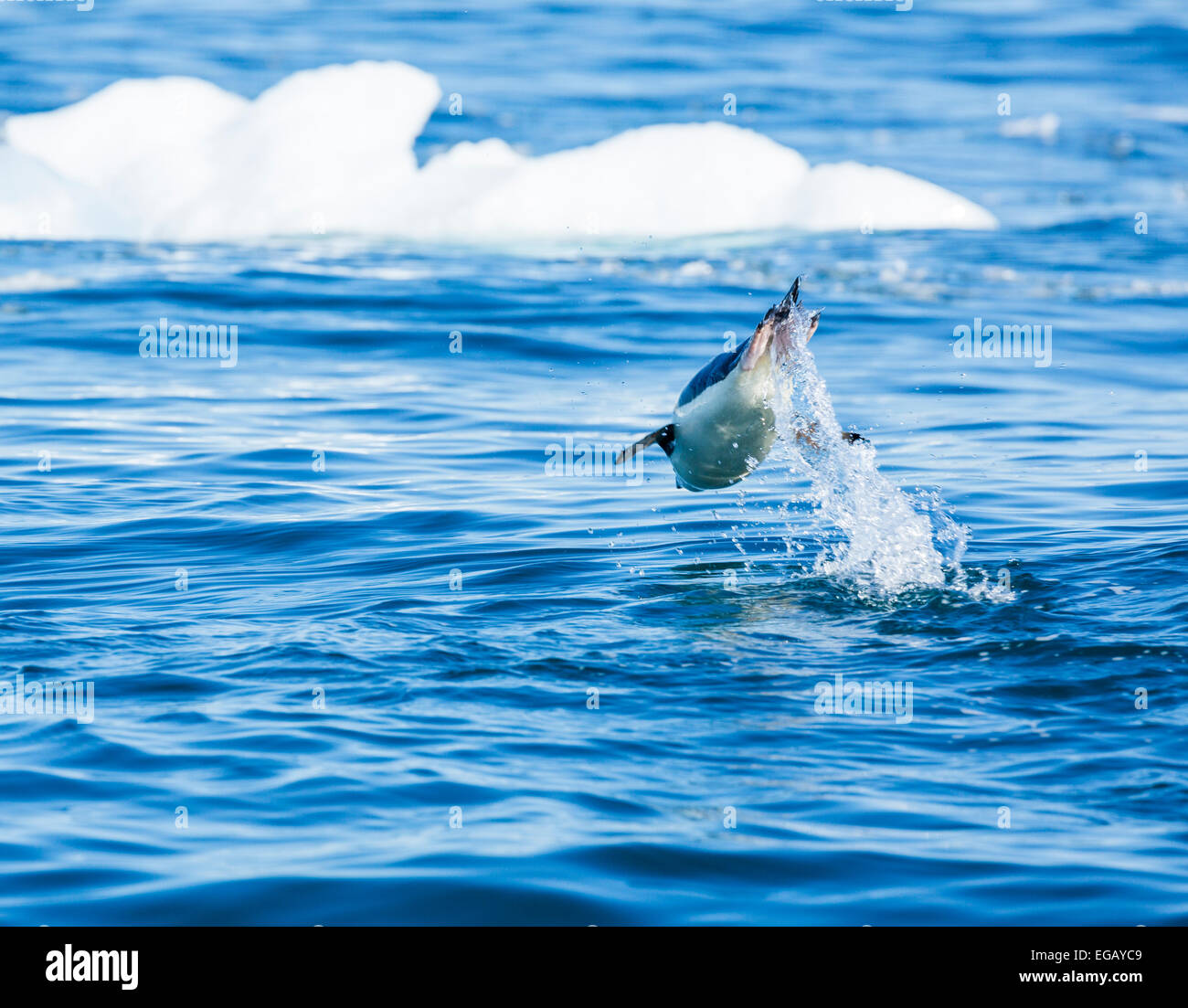 Kinnriemen Pinguin Porpoising, Cierva Bucht, Antarktis Stockfoto