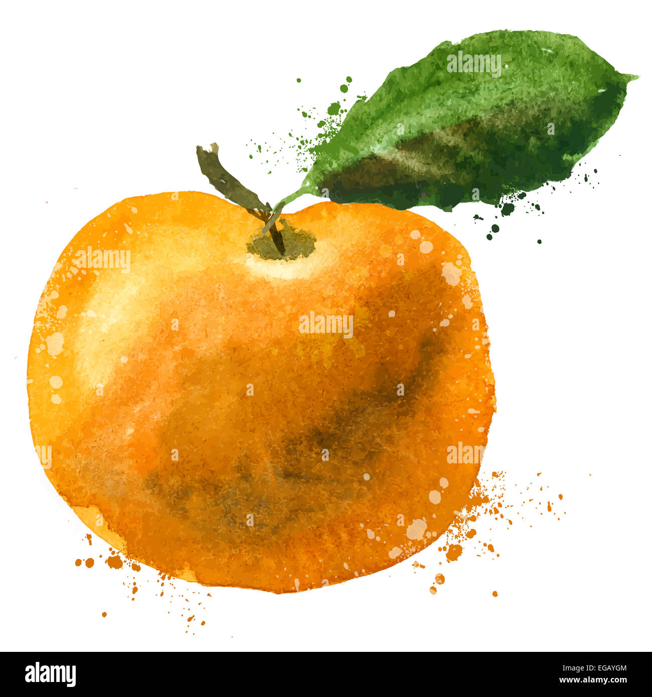 Aquarell. Mandarin auf weißem Hintergrund. Vektor-illustration Stockfoto
