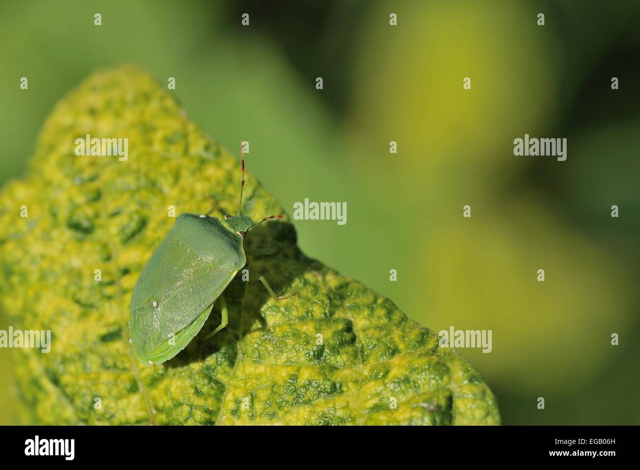 Südlichen grün stinken Bug - grüne Gemüse Bug (Nezara Viridula) auf Blatt der französischen Bean Provence - Frankreich Stockfoto