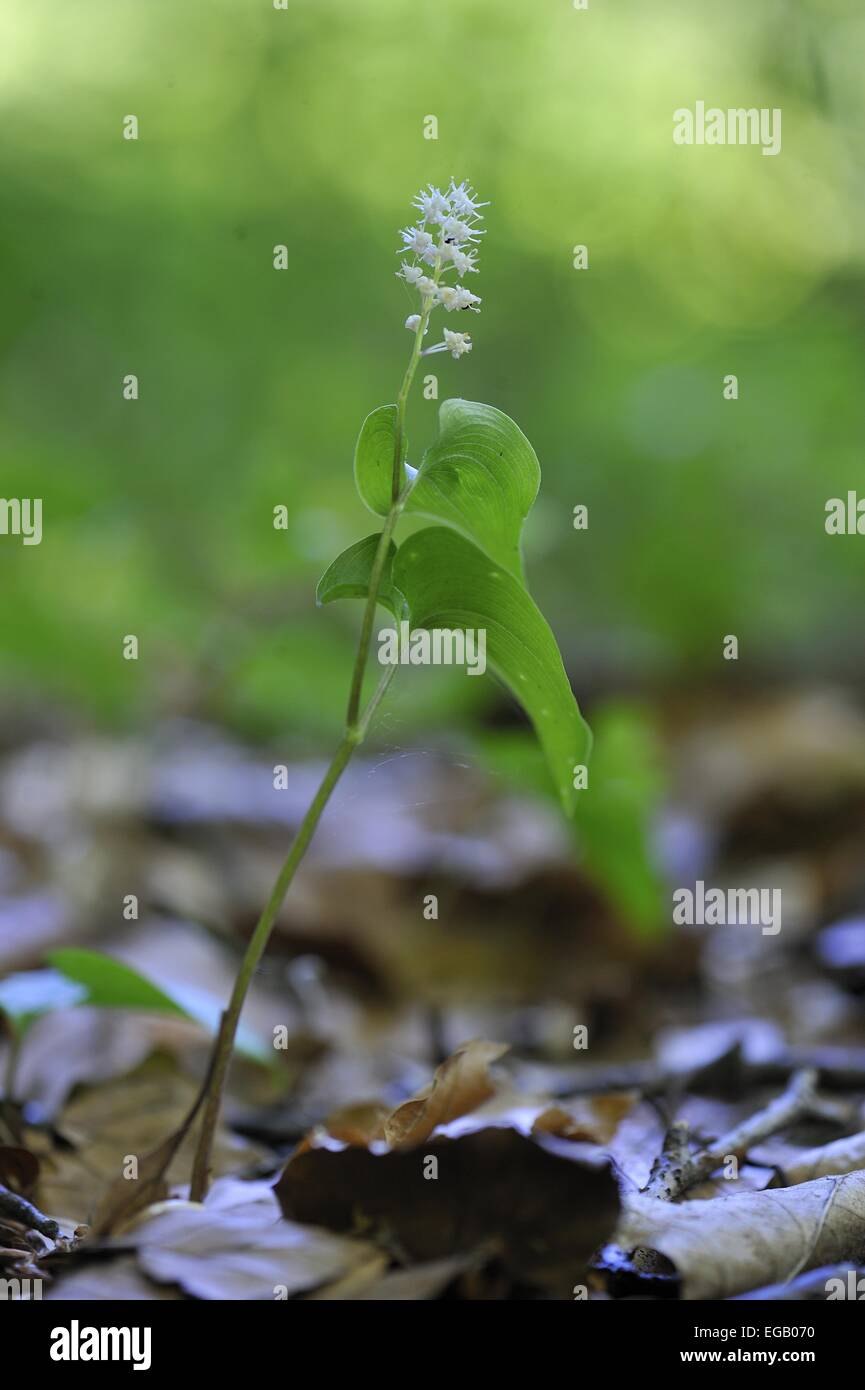 Falsche Maiglöckchen - kann Lily (Maianthemum Doppelblatt) Feder - Belgien Stockfoto