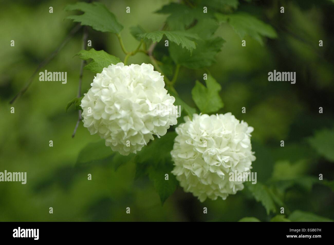 Europäische Snowball Bush (Viburnum Opulus Roseum) blühenden Belgien Stockfoto