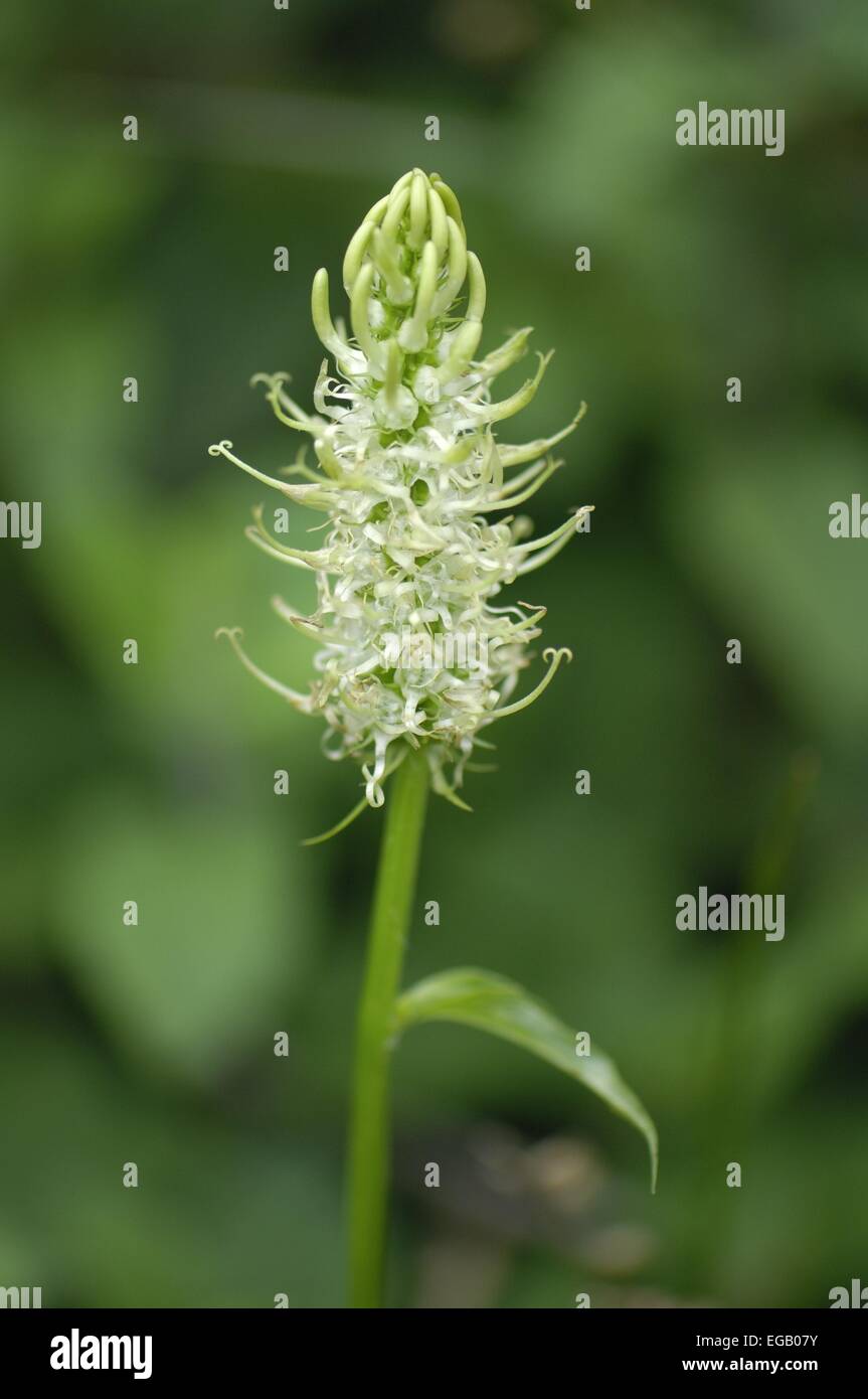 Dotierten Rapunzeln (Phyteuma Spicatum - Phyteuma Spicata) blühen im Sommer Ardenne - Belgien Stockfoto