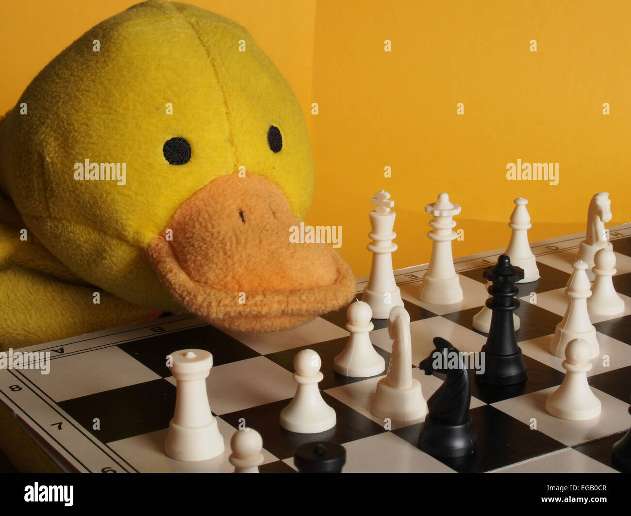 Eine gelbe Stofftier Ente, eine Partie Schach zu spielen und hart zu konzentrieren Stockfoto