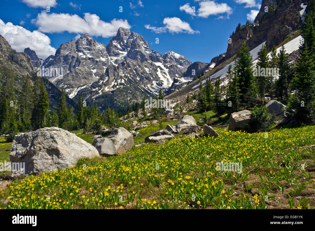 Cascade Canyon mit Gletscher Lilien in den Vordergrund, Grand-Teton-Nationalpark, Wyoming. Stockfoto