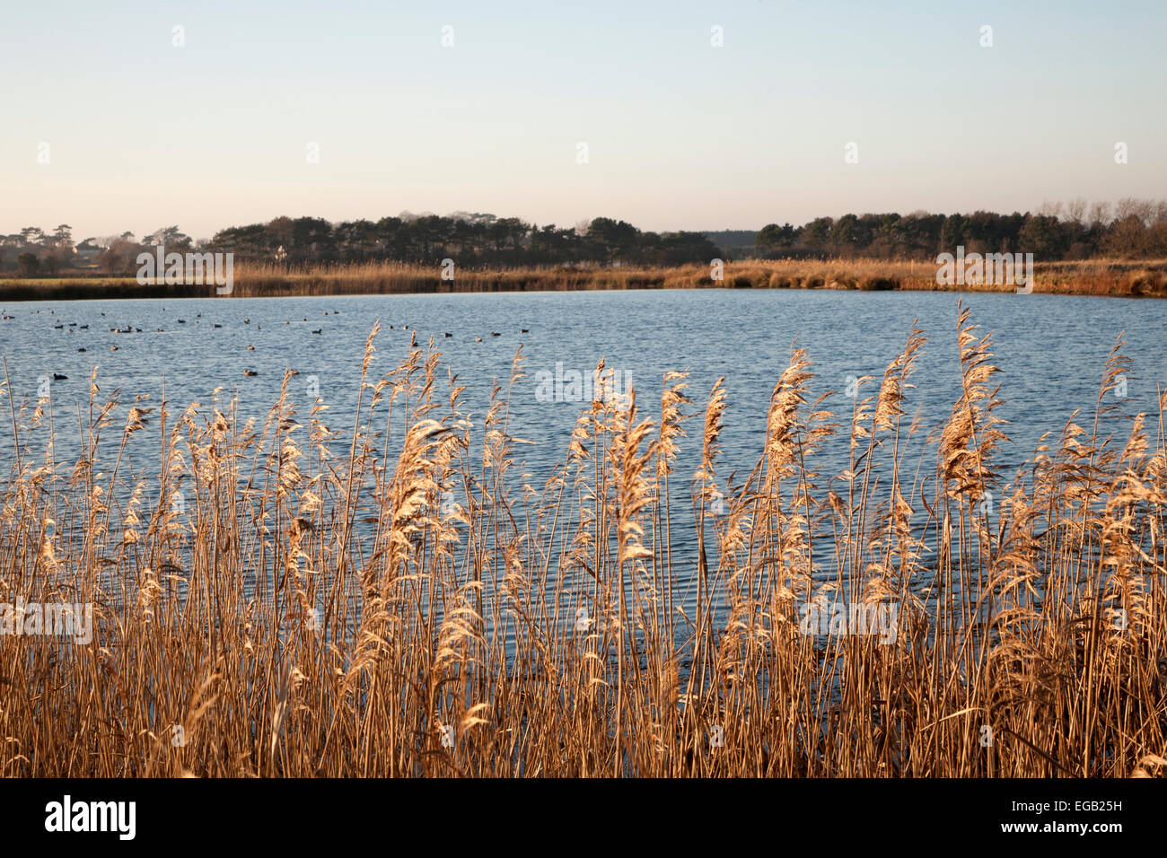 Wasserspeicherung Stausee zur Bewässerung von Ackerland, Bawdsey, Suffolk, England, UK Stockfoto