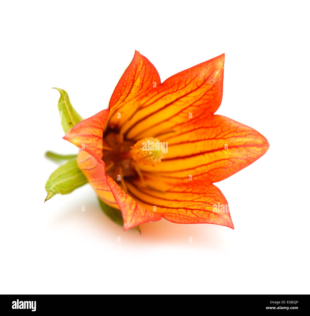 Canarina Canariensis, Kanarischen Glockenblume, endemisch auf den Kanarischen Inseln Stockfoto