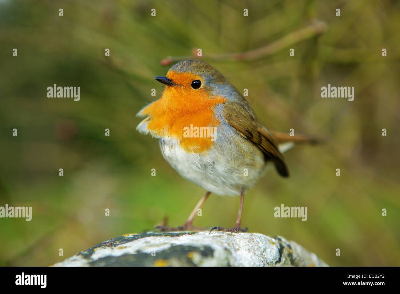 Rotkehlchen thront auf einem Stein, auf der Suche nach Rivalen. vom Wind zerzauste Federn. Kürzlich gewählt Nationalvogel Großbritanniens Stockfoto