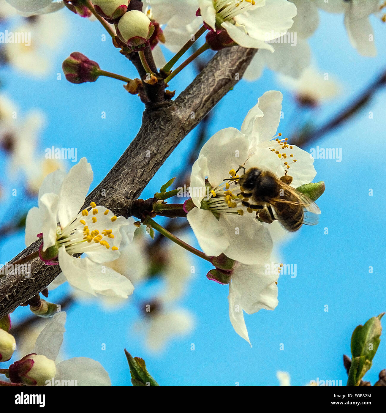 Kirschenblüten Stockfoto