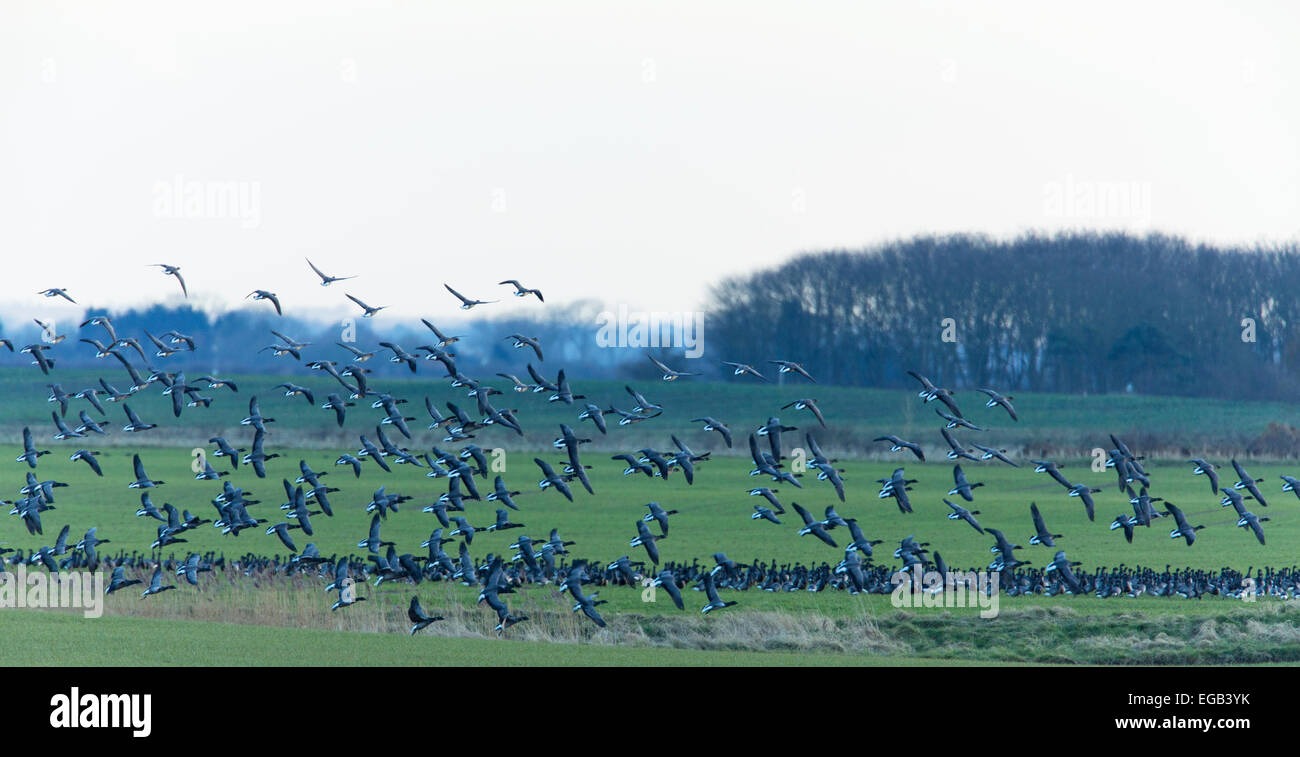 Wildgänse. Brent Gänse Branta Bernicla auf landwirtschaftlichen Anbauflächen Felder ernten. Stockfoto